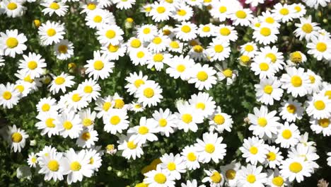 white colour daisy flower bed