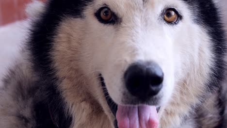 siberian husky lying on the ground.