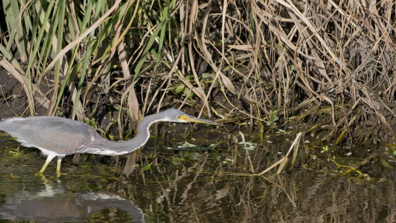 Tricolored Heron walking low through water hunting fish