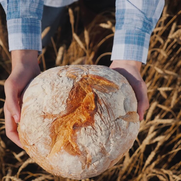 Farmer holds a loaf of bread in a wheat field 1