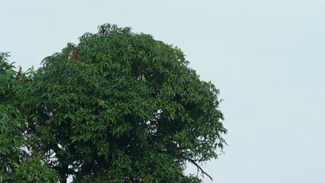 카메라가 아져 나와 이 망고나무 위에 앉아 있는 무새, 은 가의 무 무벌레 (psittacula alexandri) 가 나타납니다.