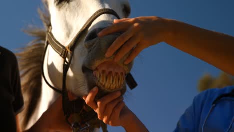 Veterinarian-examining-horse-in-ranch-4k