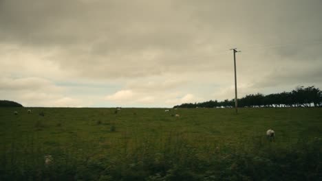 driving past grazing sheep on ireland farmland, rolling green grass hills on road trip