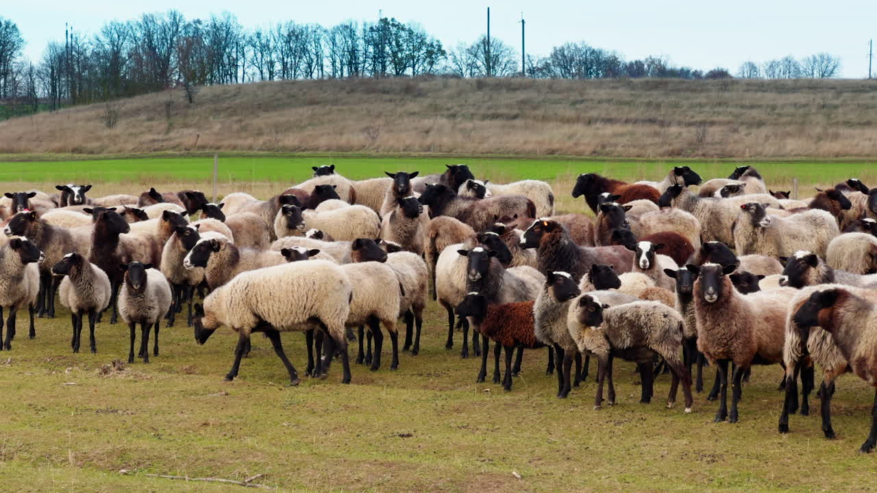 Big flock of hairy sheep with black muzzles and legs. Small cattle farming in the countryside