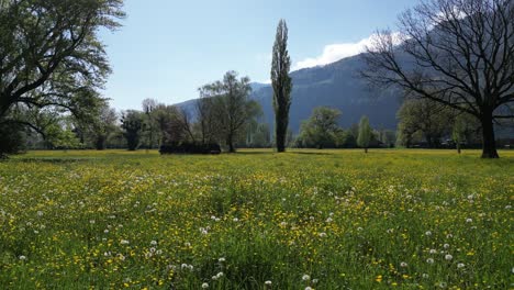 Punto-De-Vista-De-Exuberantes-Pastos-Verdes-Y-Flores-Silvestres-De-Amden-Con-Telón-De-Fondo-Suizo