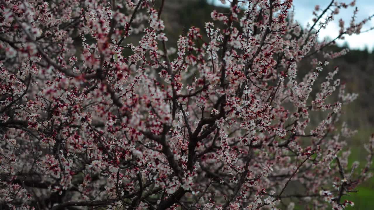 봄 시즌 에 아름다운 분홍색 꽃 으로 가득 찬 나무
