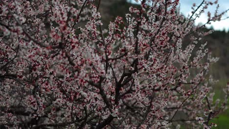 Un-árbol-Lleno-De-Hermosas-Flores-Rosas-En-La-Temporada-De-Primavera.