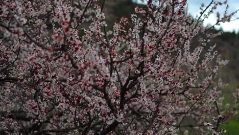 un árbol lleno de hermosas flores rosadas en la temporada de primavera