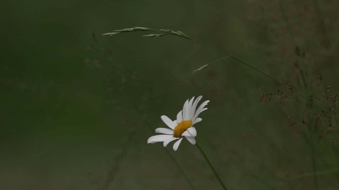 Närbild av prästkrage i en skog under sommaren med kort skärpedjup