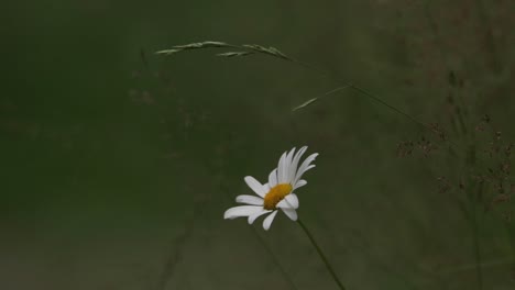 Close-up-of-ox-eye-daisy-or-dog-daise-in-a-forest-during-summer-with-shallow-depth-of-field