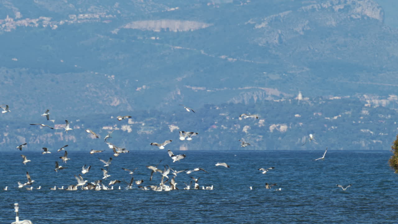 Multiple seagulls flying above the sea with mountains on the background