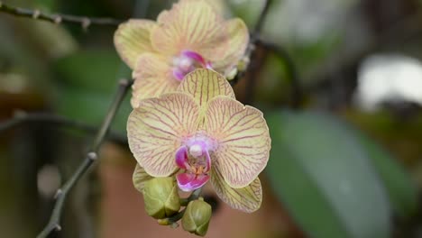 flor híbrida de polilla de orquídea aislada con fondo borroso
