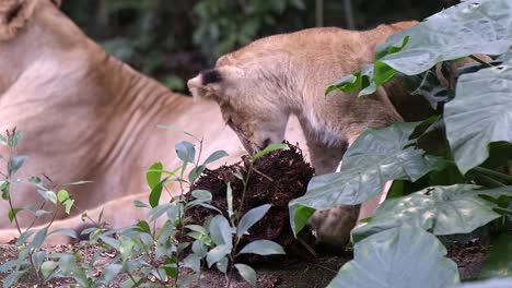 El-Cachorro-De-León-Está-Jugando-A-La-Vena-De-La-Planta-Junto-A-La-Leona-Acostada-En-El-Parque-Zoológico