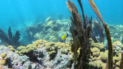 Queen-Angel-fish-at-Looe-Key-Reef,-Florida-Keys