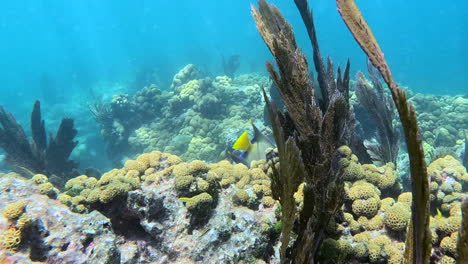 Queen-Angel-Fish-Am-Looe-Key-Reef,-Florida-Keys