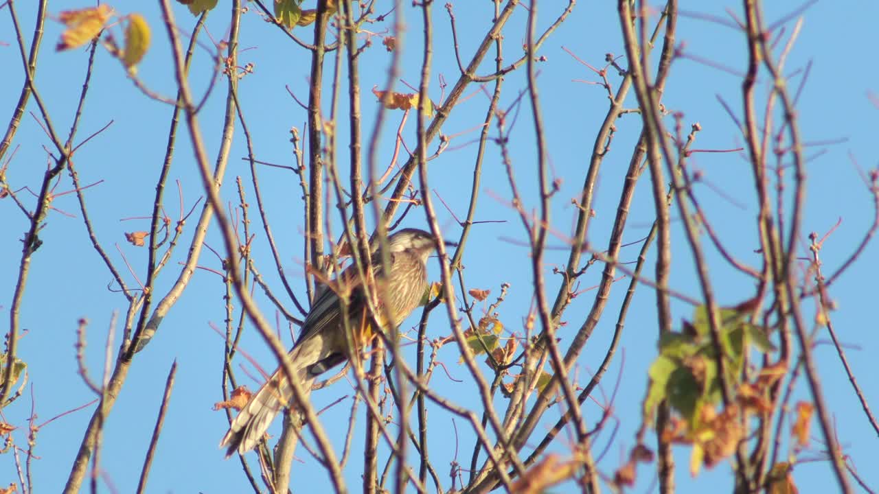 벌거벗은 나무 가지에 wattlebird 오스트레일리아 빅토리아 gippsland maffra 낮