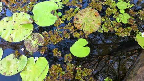 water lily leaves floating on a pond