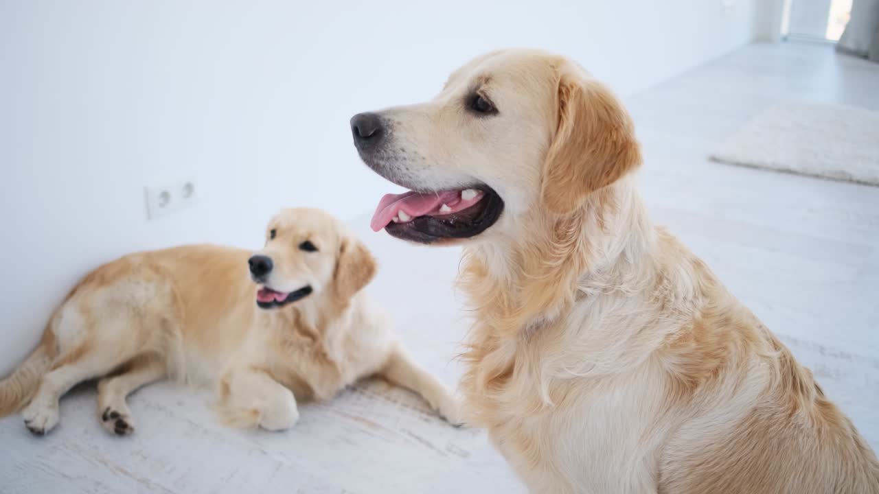 골든 리트리버가 밝은 방에서 휴식을 취하고 있습니다.