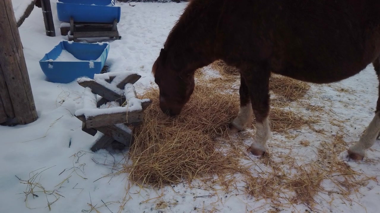A horse grazing on loose hay tossed on snow covered ground, raising it's head to glance upwards, then resuming, medium shot