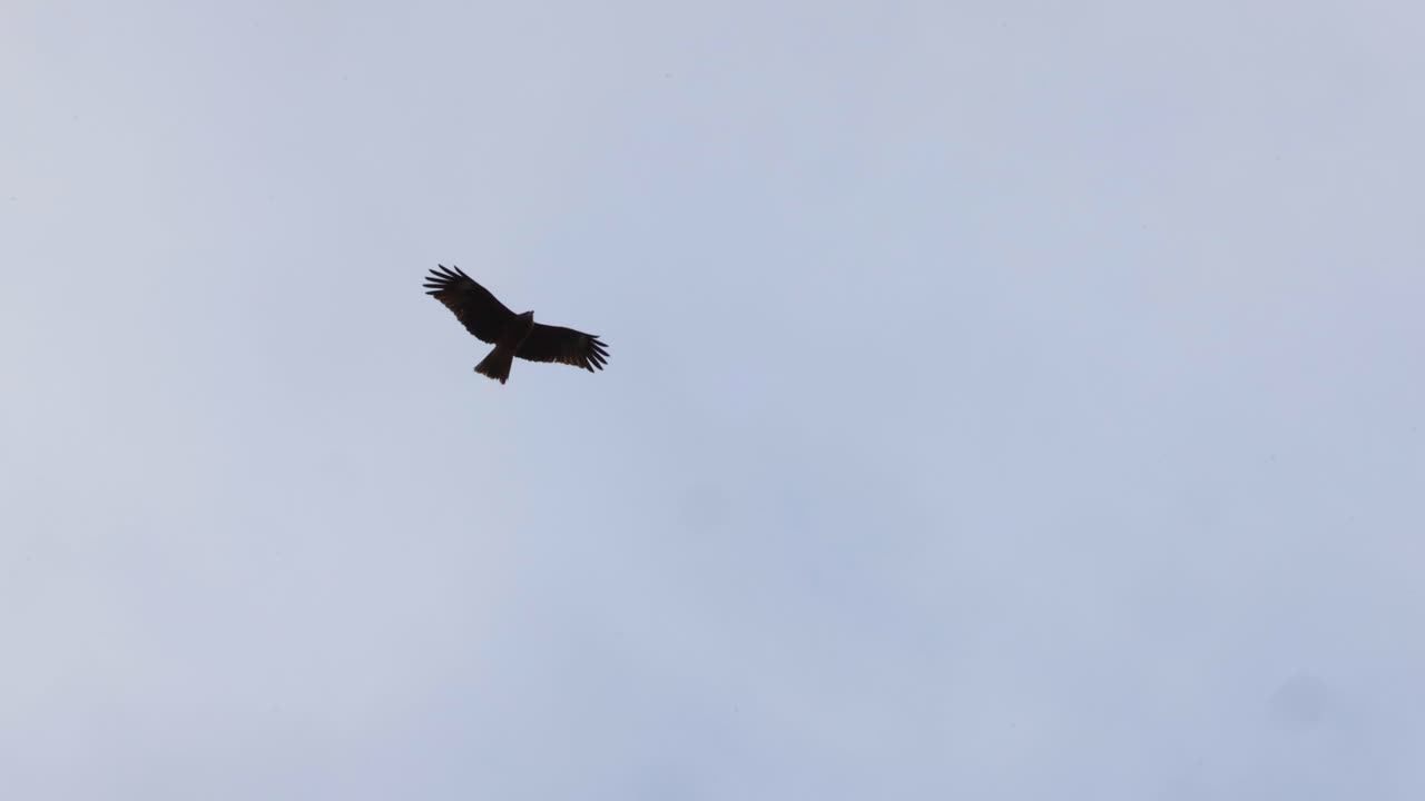 un solo pájaro deslizándose a través de un cielo nublado