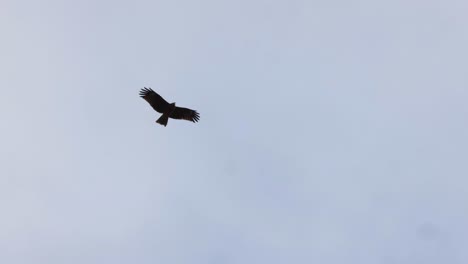 single bird gliding across a cloudy sky