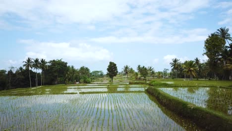 Drone-shot-flying-lowing-to-the-ground-and-slowly-backwards-over-some-Rice-Terraces-in-Bali,-Indonesia