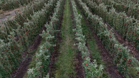 Blossoming-Bounty-in-British-Columbia-Okanagan:-A-Drone's-View-of-Apple-Tree-Rows