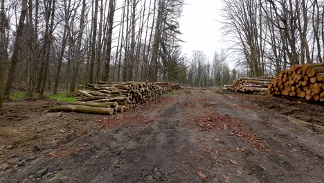 Waldwald-Mit-Gestapelten-Baumstämmen-Nach-Der-Abholzung---Umweltschäden-Der-Wildnis