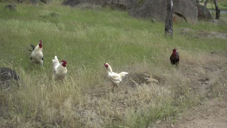 roosters in the wild grasslands healthy farm animals