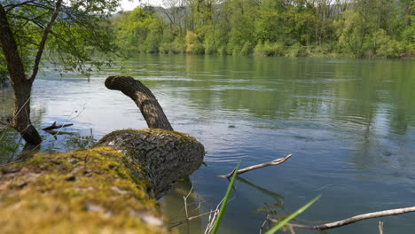 toma en ángulo bajo del tranquilo río suizo en una naturaleza idílica durante el día soleado