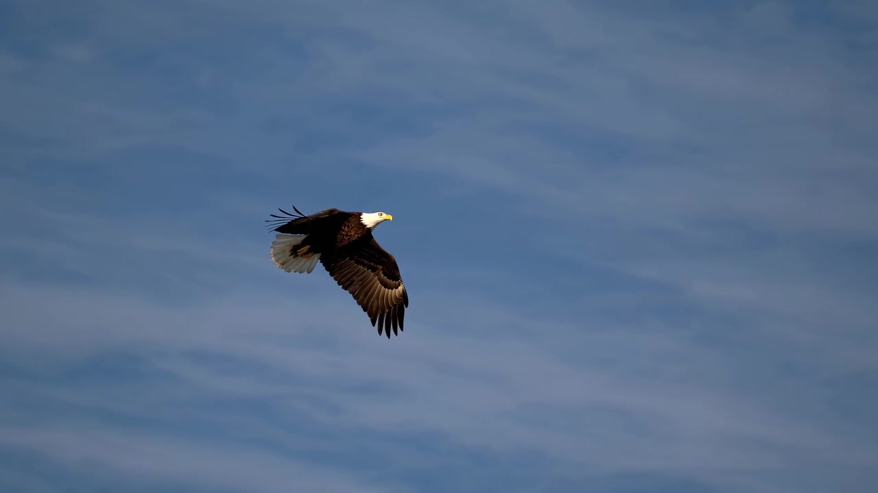 L'aquila calva che vola attraverso un cielo blu limpido