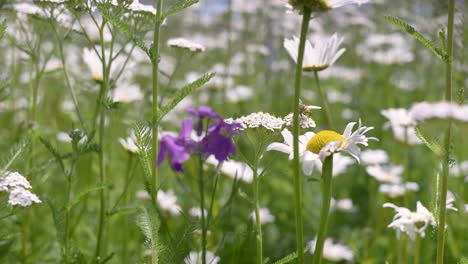 Close-up-shot-with-a-blurry-background-of-a-bee-gathering-nectar-from-summer-wildflowers-on-a-sunny-day