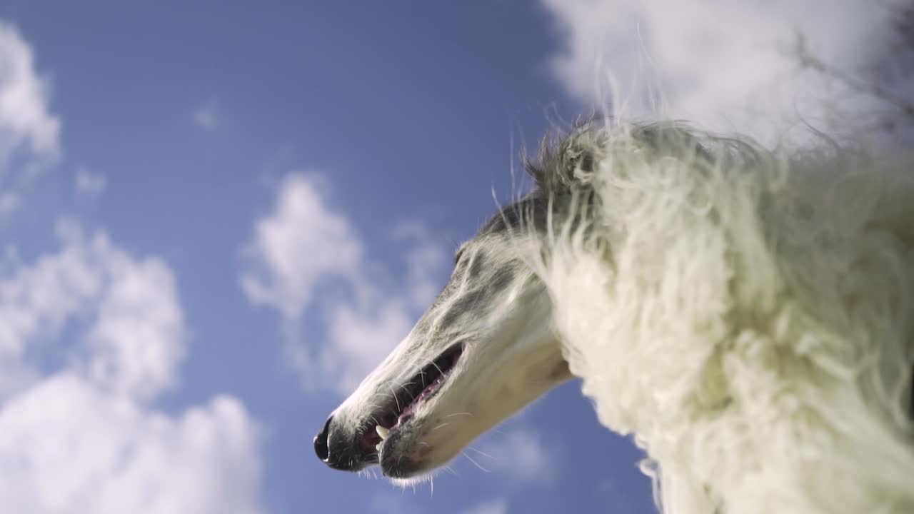 un perro de caza vigilando