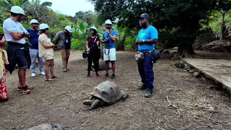 visitors observing giant tortoises in their natural environment at françois leguat reserve, rodrigues island.