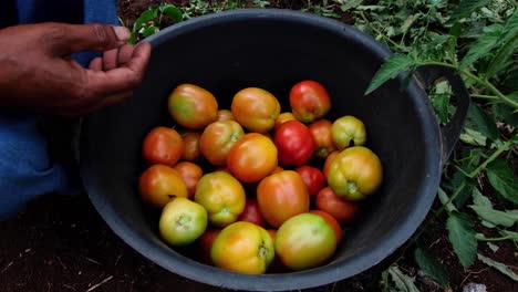 Eine-Frau-Pflückt-Köstlich-Aussehende-Frische-Bio-Tomaten-Aus-Dem-Garten-Und-Legt-Sie-In-Einen-Eimer,-Nahaufnahme-Von-Weiblichen-Händen-Und-Tomatenprodukten