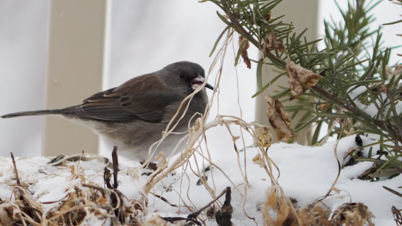 темноглазый юнкер находит семечко в саду на заднем дворе, чтобы поесть во время зимнего снегопада - изолированное панорамирование крупным планом