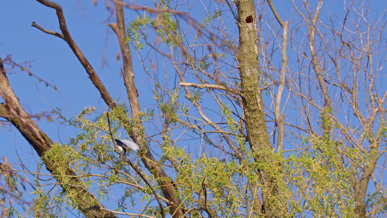 Shot in slow motion, a purple martin prepares its nest inside a tree.