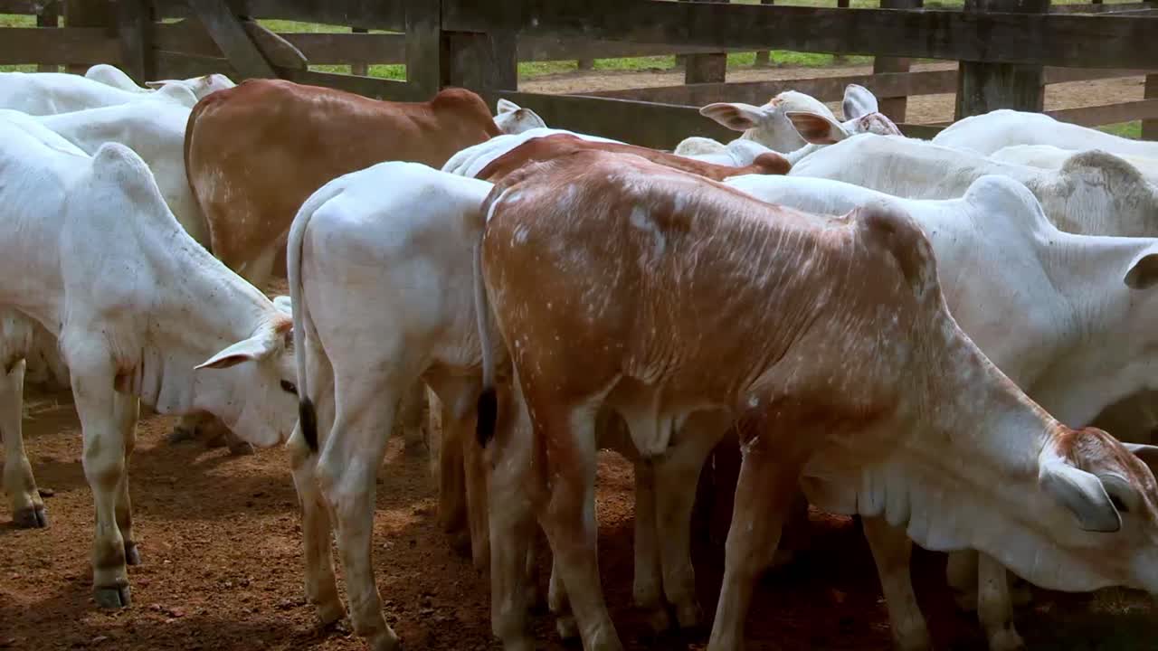 rebaño de vacas nelore blancas y marrones se arrastran nerviosamente en una empalizada de madera para ganado