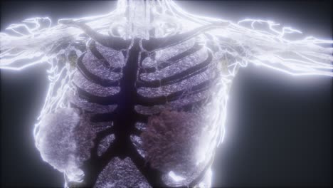animación colorida del cuerpo humano que muestra huesos y órganos
