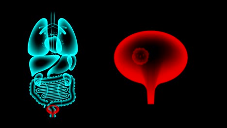 human male organs x-ray set, bladder infection concept idea red color illustration isolated glow in the dark background, seamless looping animation 4k with copy space