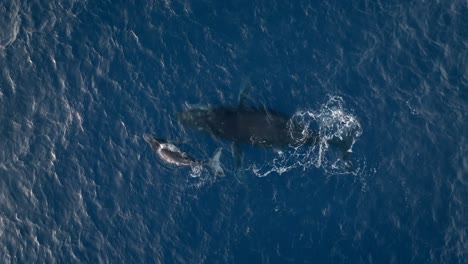 Whale-and-its-baby-filmed-with-a-drone,-Reunion-island