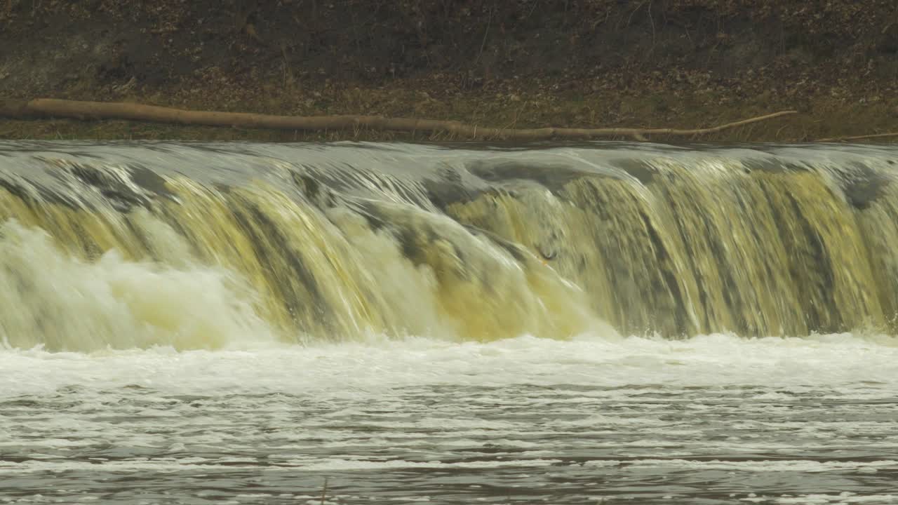 kuldiga의 빔바 물고기, 멀리서 중간 샷