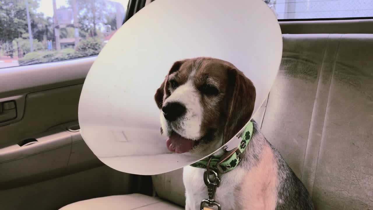 perro beagle enfermo con collar en el cuello