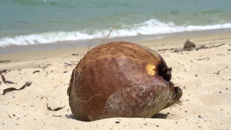 close up of coconut on sand