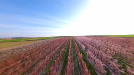 apricot orchard blooming in spring. fpv drone shot