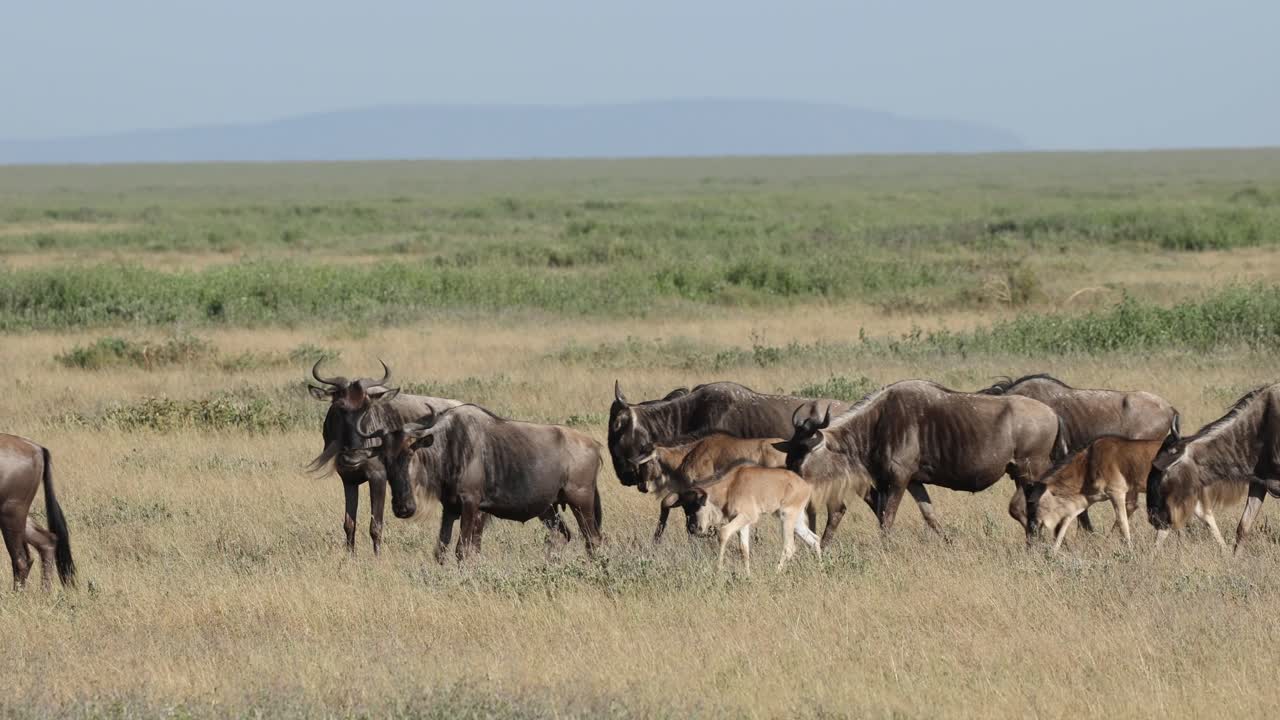 Wide shot of a herd of wildebeests walking through the lush grassland, Masai Mara.