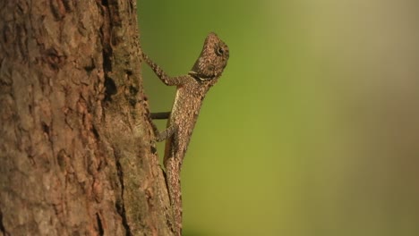 Eidechse-Im-Baum-Wartet-Auf-Jagd