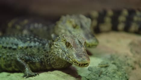 caiman lifts its head and blinks looking at you menancing creature