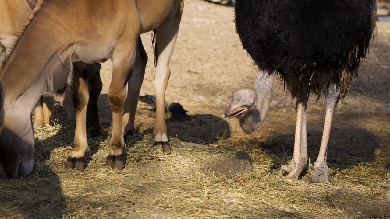 Eland e struzzi mangiano insieme