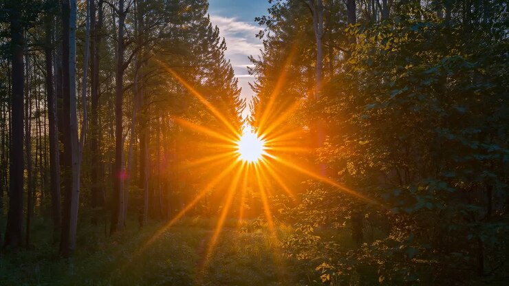 Emerging low sun sending starburst rays through forest corridor, illuminating right-side canopy